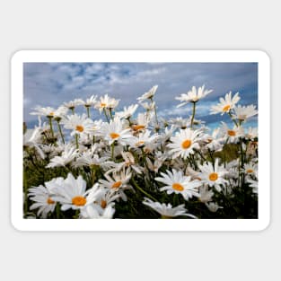 Wild Ox-eye daisies Sticker